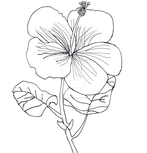Contour Drawing Flower At Explore Collection Of