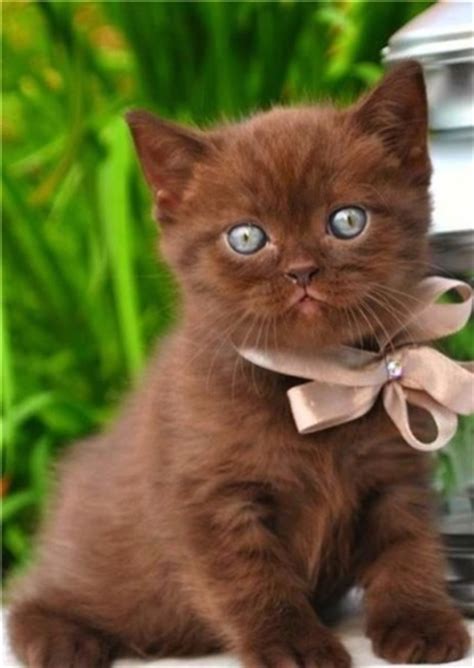 Chocolate Color Cutie 18th November 2016 We Love Cats