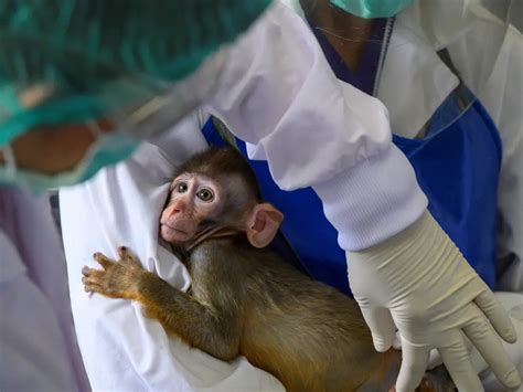 Us Plan To Breed 10000 Monkeys A Year For Medical Experiments Means