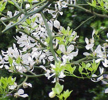 Poncirus trifoliata | Plants, Trees to plant, Garden on a hill