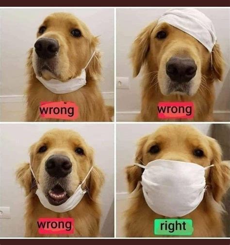 Alison mcmillan, the australian government's chief nursing and midwifery officer explains the recommended way to wear a face mask including maintaining hygiene. How To Wear A Mask in 2020 | Golden retriever, Dogs golden ...