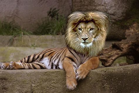Tiger Lion Crossbreed