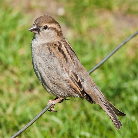 Passer Domesticus House Sparrow Usa Birds