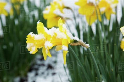 Portland Oregon United States Of America Snow On Yellow Daffodils In