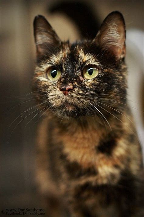 92 Best Tortie Cats Images On Pinterest Calico Cats