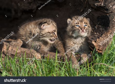 Baby Bobcats Lynx Rufus Look Log Stock Photo 316939739 Shutterstock