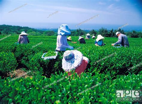 Green Tea Field Seogwipo Jeju Island Korea Stock Photo Picture And