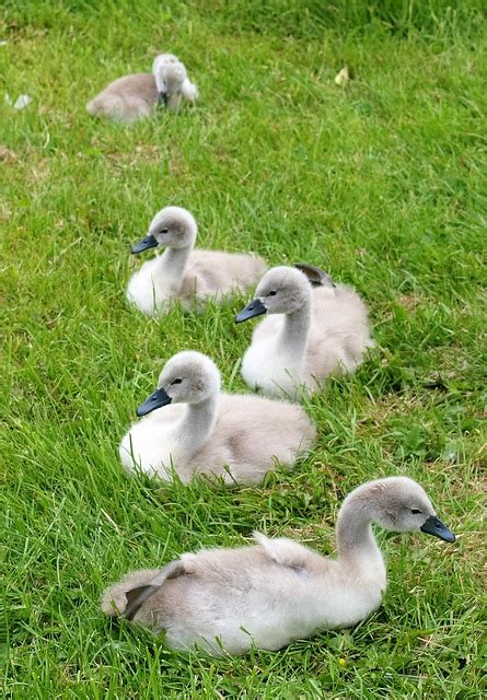 Ducks Swans Birds Free Photo On Pixabay