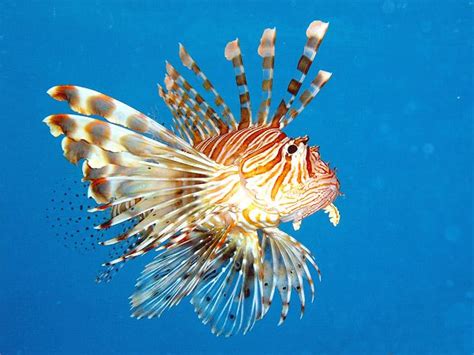 Underwater Sea Life Sea Life 1 Beautiful Sea Creatures