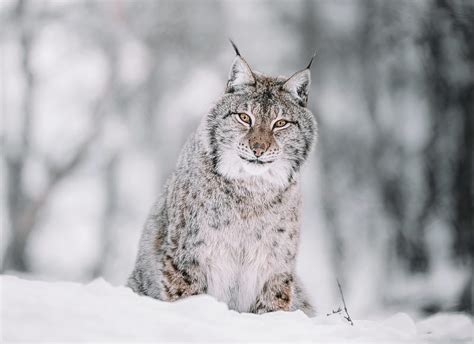 Cats Lynx Big Cat Wildlife Predator Animal Hd Wallpaper Peakpx