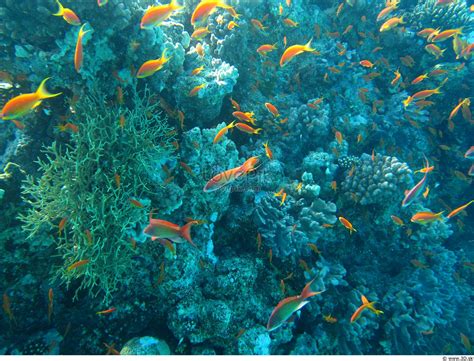 19 Gambar Hidupan Laut Yang Indah Kumpulan Gambar Pemandangan Riset