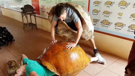 human couple demonstrate difficulty giant tortoises have in mating video dailymotion