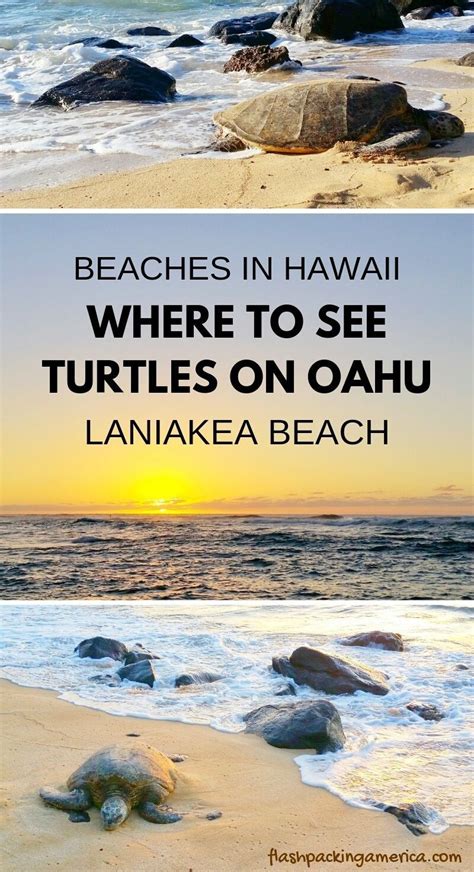 Hawaii Travel Tips For Beach Vacation Ideas Where To See Turtles On