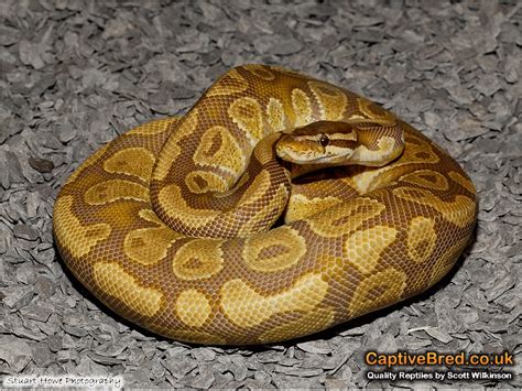 (2020 cost breakdown). reptile advisor: Our collection of Ball Pythons Albino, Pied, Pastel ...
