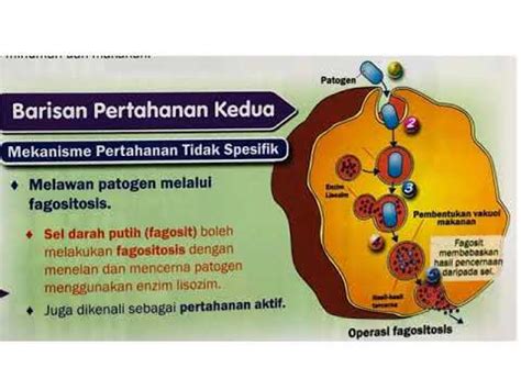 Suatu sistem yang berfungsi untuk menyalurkan zat dan nutrisi, mengatur suhu badan dan ph, dan berperan dalam. Sistem Pertahanan Badan - YouTube