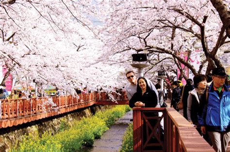 Tak hanya turis lokal saja, banyak turis asing yang juga tertarik pulau jeju merupakan salah satu pulau terkenal yang ada di korea selatan, mungkin rasanya tidak lengkap jika ke korea selatan tapi tidak ke pulau jeju. bunga: taman bunga sakura di korea selatan