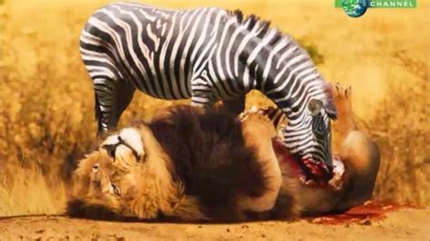 ZEBRA VS LION !!! Who Should Win ???? - YouTube