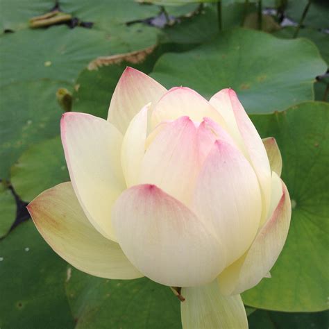 Empress Hardy Water Lotus Lotus The Pond Guy