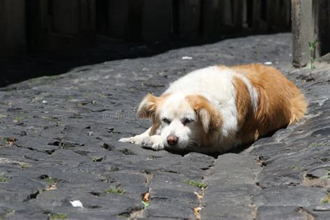 Lazy Dog In Alfama Lisbon Portugal Stock Photo Image Of History