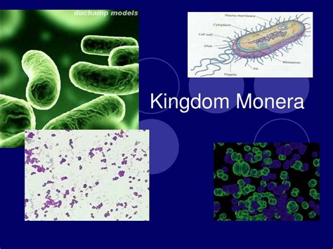 Ppt Kingdom Monera Powerpoint Presentation Free Download Id1863993