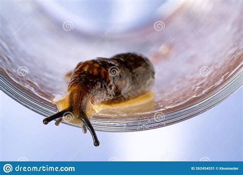 Snail Without Shell A Brown Spotted Slug With Upper Optical And Lower