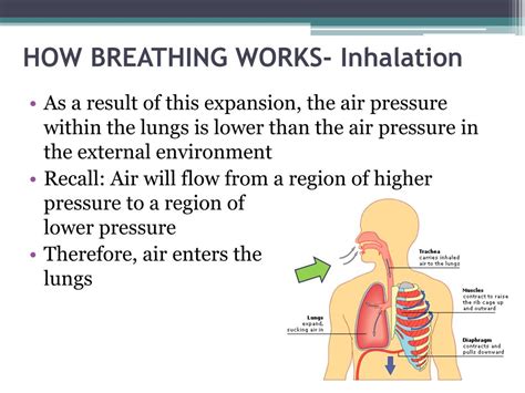 Ppt The Mechanics Of Breathing Powerpoint Presentation Free Download