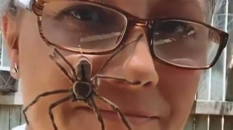 Australia Huntsman Spider Crawls Up Brave Woman S Face World News Sky News