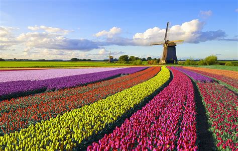 A History Of Tulips In Holland The Dutch Trade Petal Talk