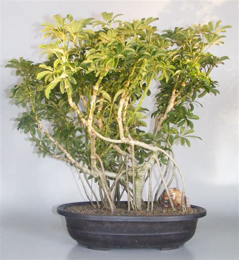 Hawaiian Umbrella Bonsai Treebanyan Stylearboricola Schefflera