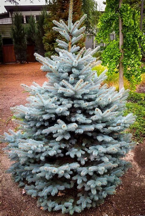 Standard sized blue spruce trees grow to a height between 82 and 89 feet (approximately 25 to 30 meters), but this particular dwarf only reaches heights between 3 and 5 feet (approximately 1 to 1.5 meters) within a 10 year span of time. Buy Baby Blue Spruce For Sale | The Tree Center™