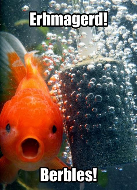 Ermahgerd Berbles Goldfish Is Surprised Haha Funny Bones Funny