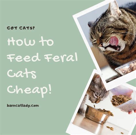 How To Feed Feral Cats Cheap The Barn Cat Lady