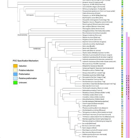 Taxonomic Tree Generated Using The Ncbi Common Tree Taxonomy Browser