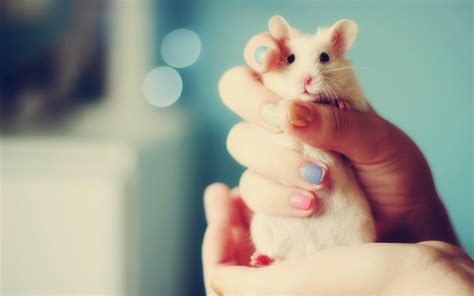 1103616 Mice Animals Hands Nose Pink Skin Hamster Rodent Hand