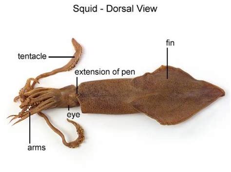 Lesson 6 The Squid Cephalopod Cswd