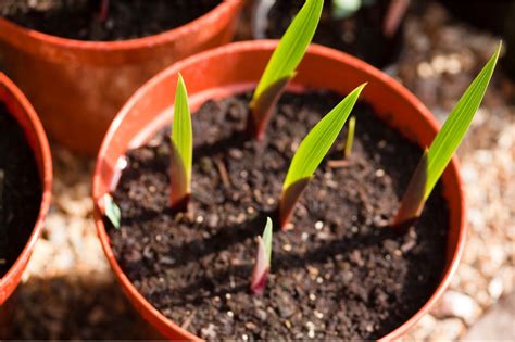 To bloom, gladioli should be provided fertile soil and a favorable habitat. How to grow gladioli | Gladiolus, Flower bulbs garden, Plants