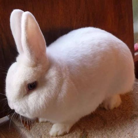 Exploring The World Of 10 Of The Cutest White Rabbit Breeds 2024