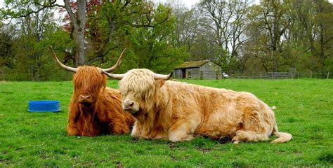 Highland Cattle Coloring Download Highland Cattle