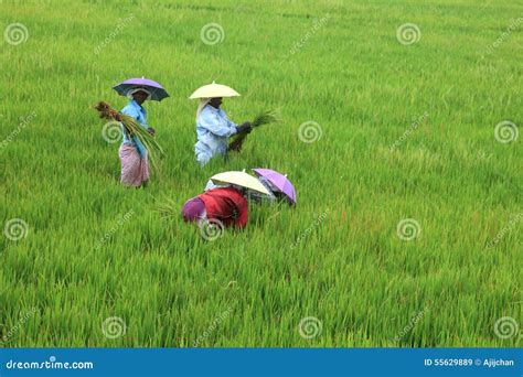 Women Workers Transplanting The Rice Seedlings Editorial Stock Image Image Of Farmer Rice