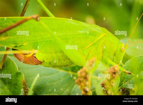 Long Horn Grasshopper Hi Res Stock Photography And Images Alamy