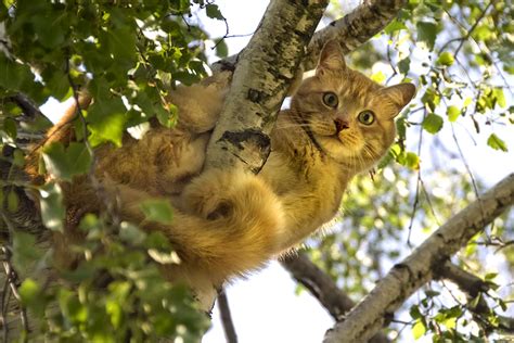 Chat Coincé Dans Un Arbre Qui Appeler - Pourquoi les chats restent-ils coincés dans les arbres et comment les