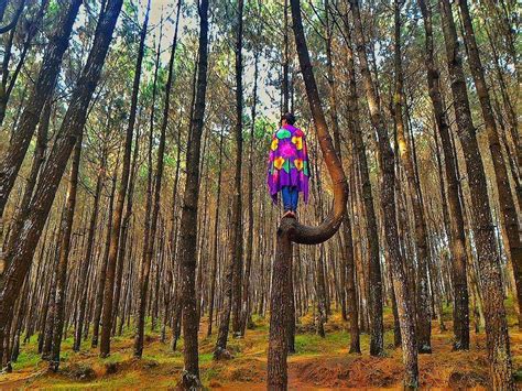√ Hutan Pinus Kayon Semarang Pesona And Harga Tiket 2023