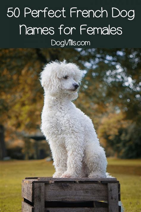 100 Charming French Dog Names Dogvills