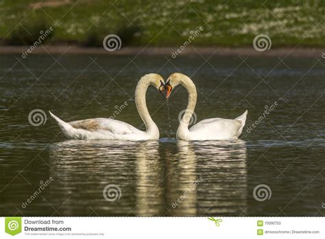 Couple Of Mute Swans Stock Image Image Of Europe Animal 70090753
