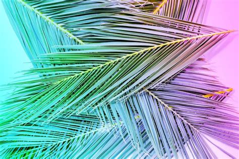 Tropical Palm Leaves In Vibrant Gradient Neon Colors Stock Photo