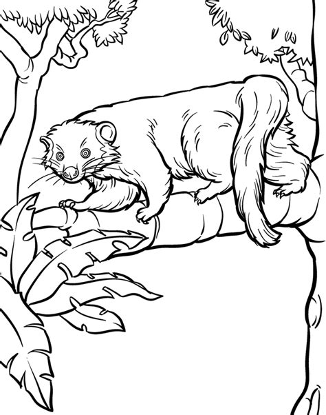 Coloring Book Illustrator An American Artist Zoo Animals Coloring Home