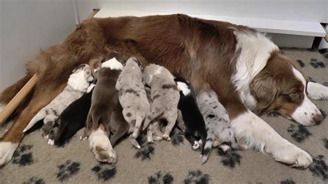 Australian Shepherd Puppies 1 Week Old Skayes Youtube