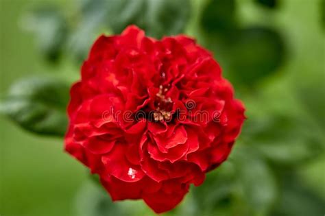 Close Up Of Red Flowering Plant In The Garden Stock Image Image Of