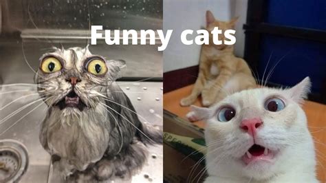Funny Cats Try Not To Laugh Youtube