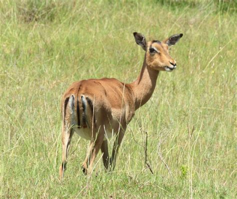It's high quality and easy to use. Gazelle on a green meadow in Africa free image
